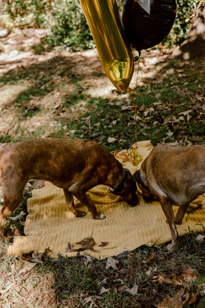 pets in cake smash photo session