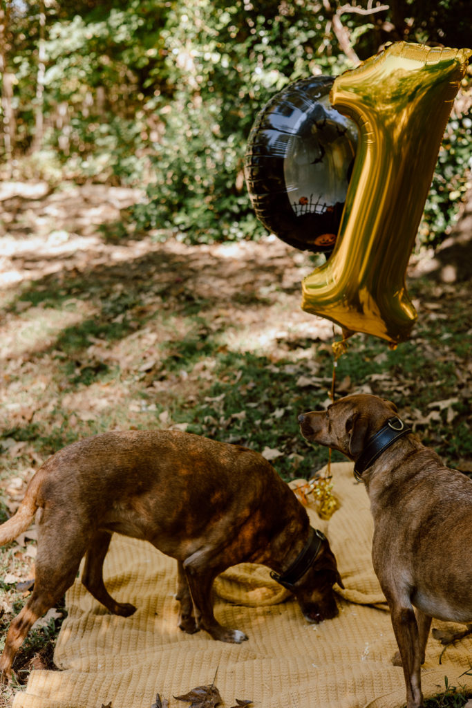 dogs in baby milestone photo session