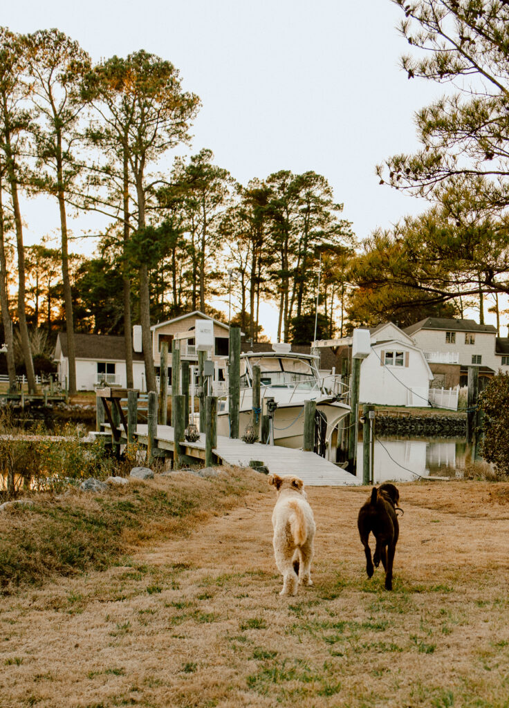 Seaford VA Dogs