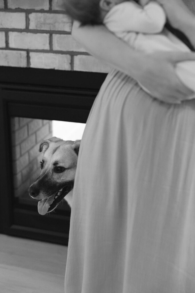 in-home newborn photos with dogs