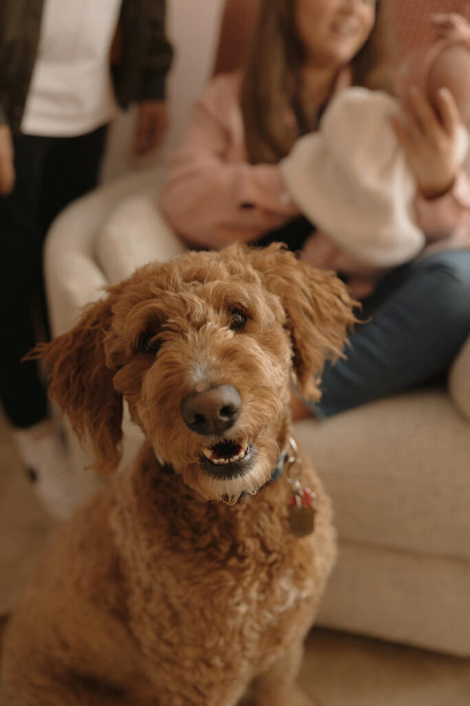 in-home newborn photos with dogs