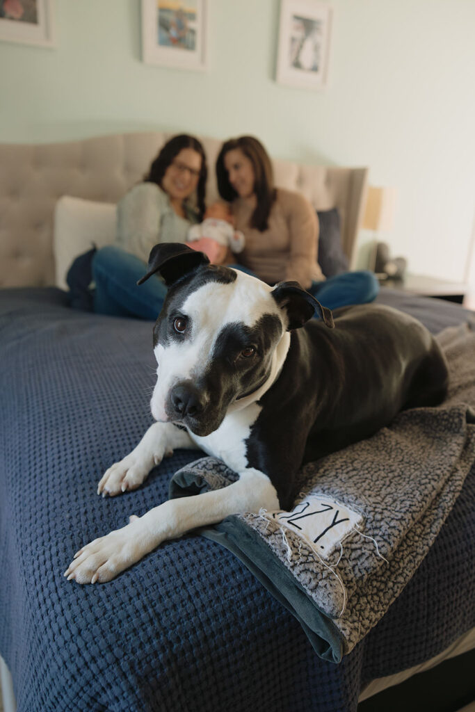 include your dog in your newborn photos