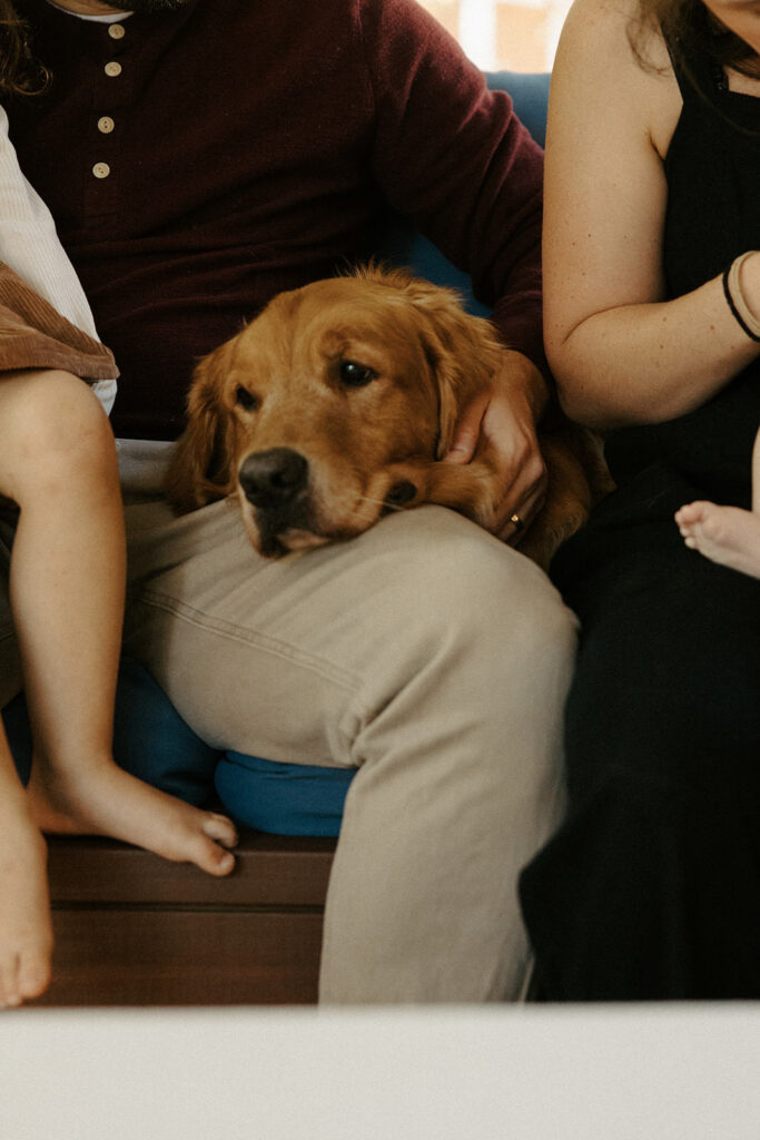 include your dog in your newborn photos