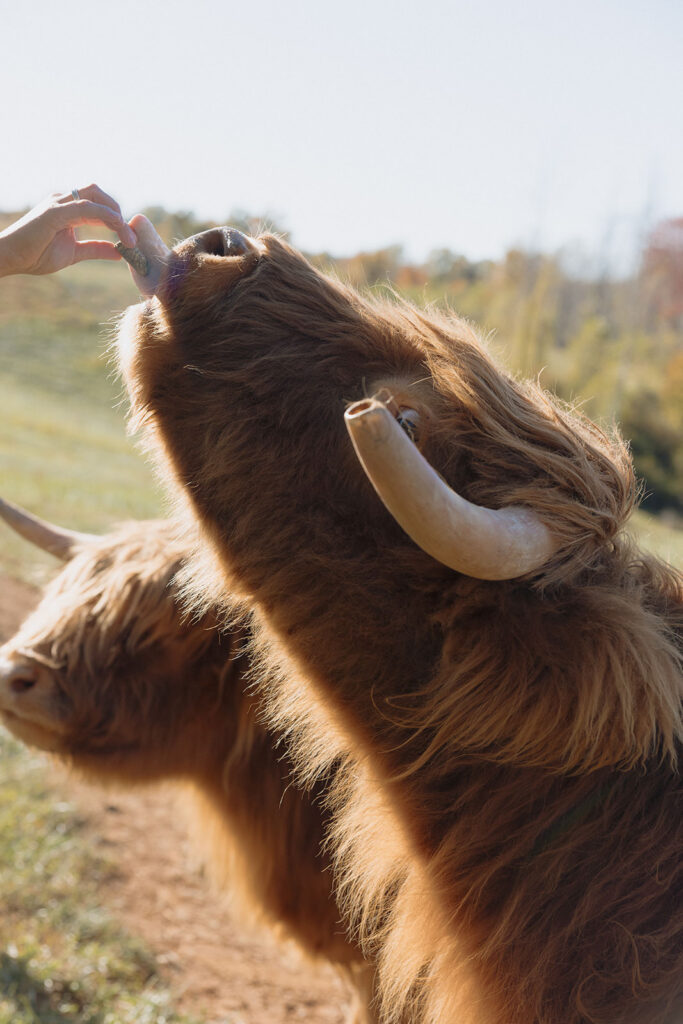 cedar oaks farm wedding photographed by a Richmond VA Wedding Photographer