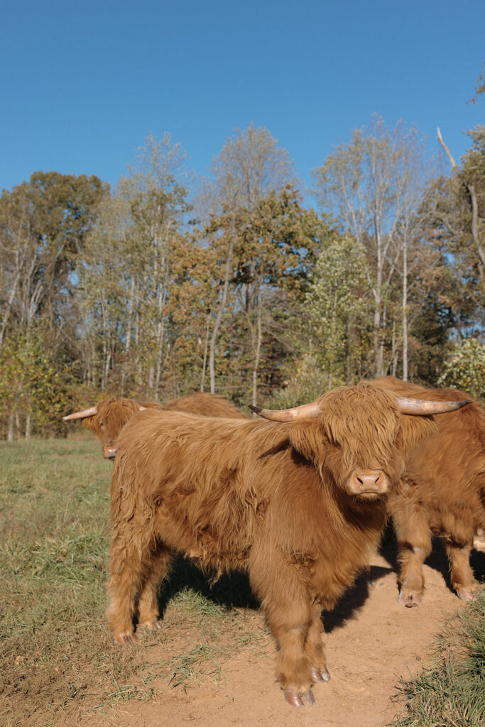 Highland Cows Cedar Oaks Farm Wedding Venue